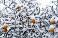 Poncirus-trifoliata2-2.jpg
