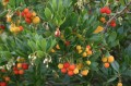 arbutus-unedo-ras-10-2012-01-gpp.jpg
