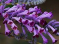 Buddleja_lindleyana_ATTRIBUTE_03.jpg