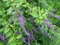 buddleja-lindleyana-347953ce-1b8d-485e-a2e8-67bf4d5f2f2-resize-750.jpeg