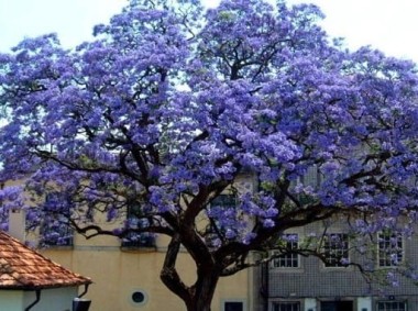 CESARSKIE DRZEWO! CUDOWNA, NIEWYMAGAJĄCA PAULOWNIA