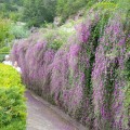 086lespedeza3.jpg