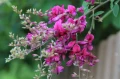 mini lespedeza.webp
