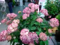 b_7502_0851340001538329661.jpg