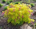 dicentra_gold_heart_LRG_1200x1200.jpg