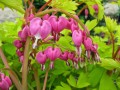 Dicentra spectabilis 'Goldheart' RBG.jpg