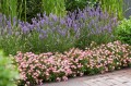 Cutie-Pie-Border_Rosa-Cutie-Pie-Border-3.jpg