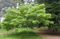 Idesia_polycarpa_kz06.jpg