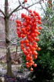Idesia+polycarpa+(2).jpg
