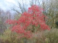 idesia-polycarpa-11.jpg
