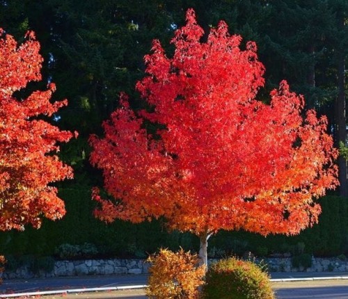 liquidambar_NG1.jpg