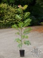 toona_sinensis_flamingo_4169~3.jpg
