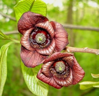 Asimina triloba-bloem2.jpg