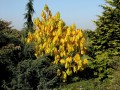asimina-triloba.jpg