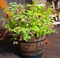 Leycesteria Little Lanterns in pot.jpg