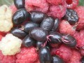 dscf0154.jpg