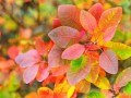 Cotinus-for-autumn-colour.jpg