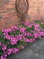 HYDRANGEA-serrata-Cotton-Candy-19.jpg