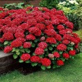 image001-139-480x480.jpg
