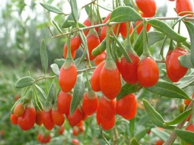 JAGODY GOJI 'BIG LIFEBERRY' - DUŻE, SŁODKIE OWOCE!