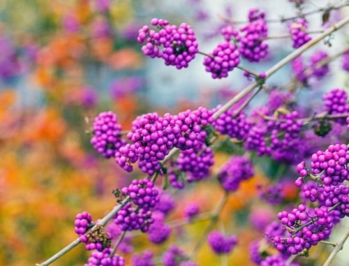 shutterstock_730080529Optimized — kopia