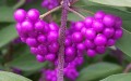 2141-Issai-Purple-Beautyberry-