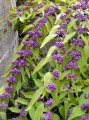 Callicarpa dichotoma Issai 1