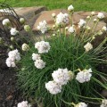 armeria-maritima-armada-white