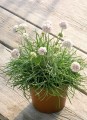 armeria-maritima-morning-star-white-b4770-5