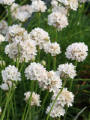 White--Alba-_121000_3