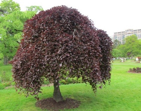 HalifaxPurpleWeepingBeech — kopia