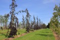 Fagus-sylvatica-Purple-Fountain-2