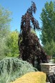 FAGUS SYLVATICA PURPLE FOUNTAIN