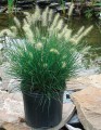 PENNISETUM-alopecuroides-Little-Bunny