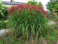 miscanthus Krater