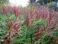 miscanthus-sinensis-rotsilber