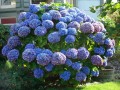 616293f5b5e02f187320de4e0feea0a3--hydrangea-bush-blue-hydrangea