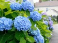 hydrangeas-bfd