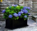 hydrangea